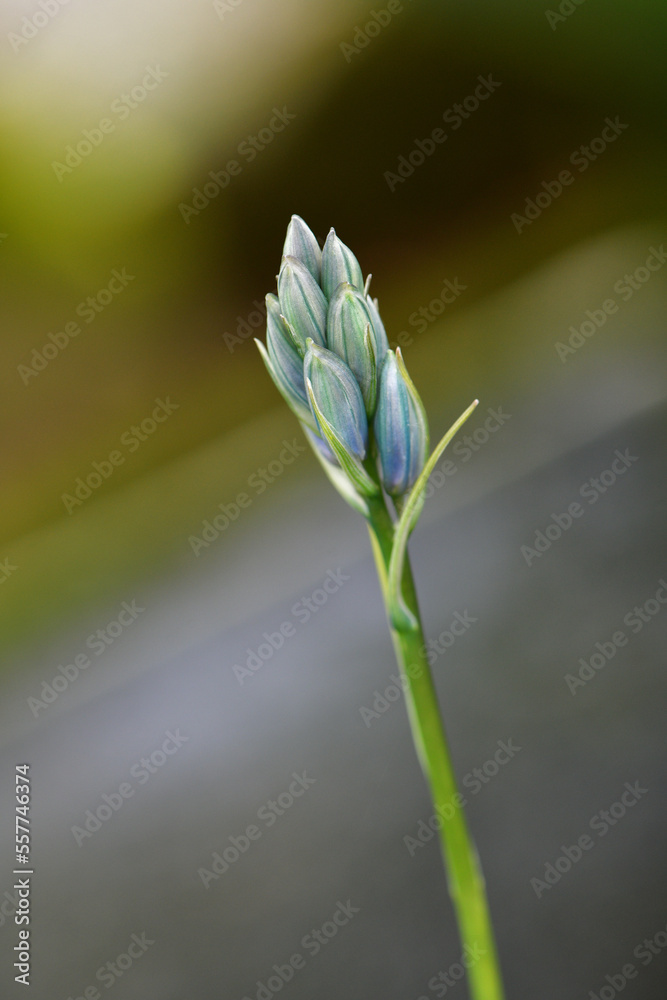 Obraz premium About to Blossom