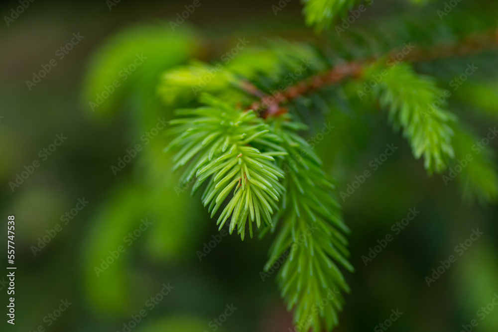 Fresh green shoots of a fir tree, selective focus, shallow depth of field