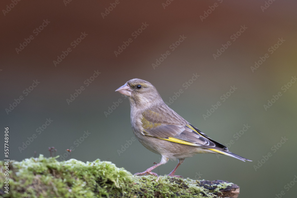 Fototapeta premium common greenfinch