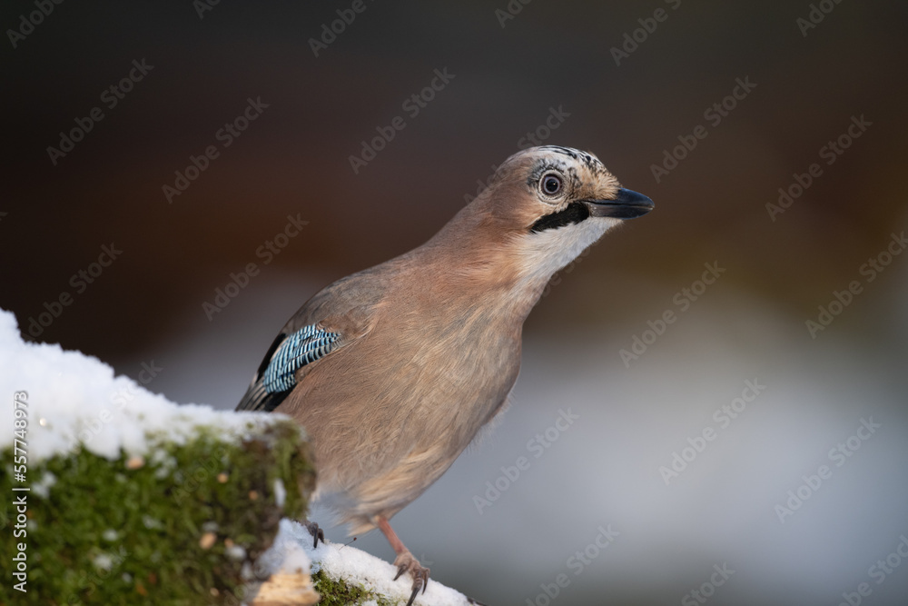 The jay sits on a snow-covered trunk looking around alertly for food The jay sits on a snow-covered trunk looking around alertly for food