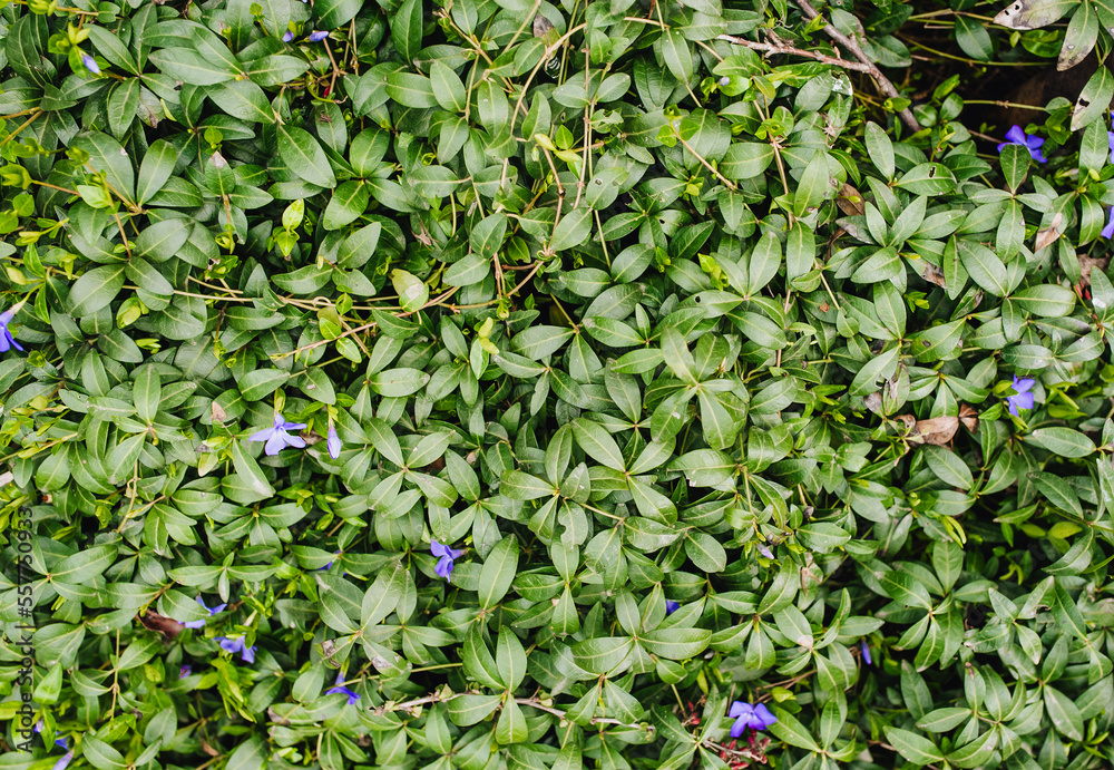 Background, texture of green foliage and purple flowering periwinkle flowers. Photography of nature.