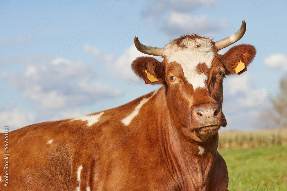 Funny looking brown white cow