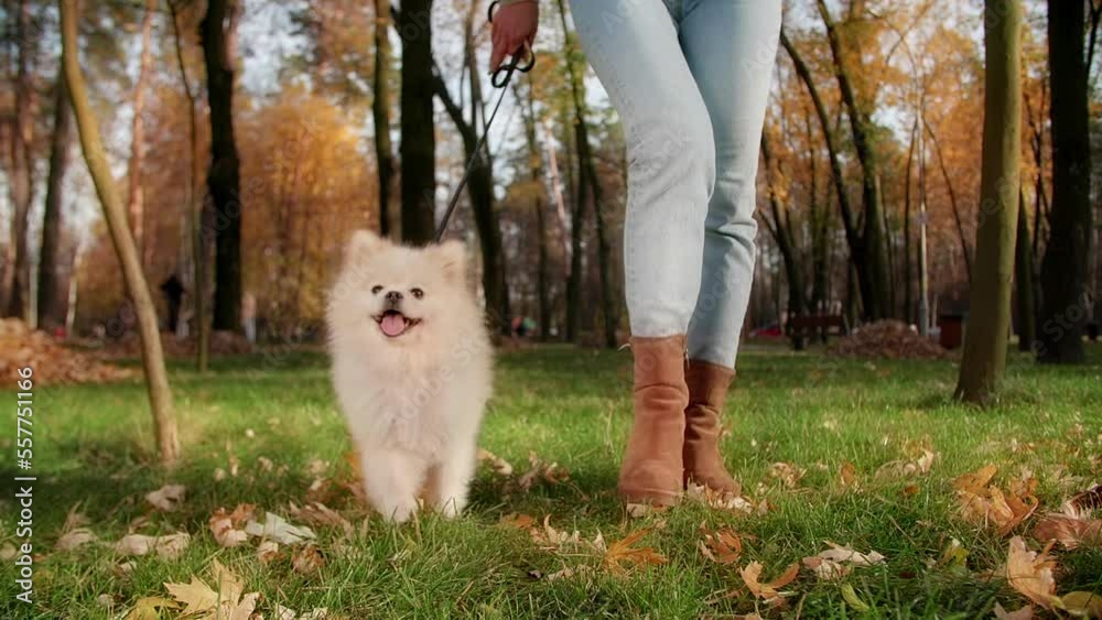 Tiny Spitz puppy accompanied by a woman strolling along green meadow. Portrait of Pomeranian dog with foxy face enjoying beautiful day in park. High quality FullHD footage Tiny Spitz puppy accompanied by a woman strolling along green meadow. Portrait of Pomeranian dog with foxy face enjoying beautiful day in park. High quality FullHD footage