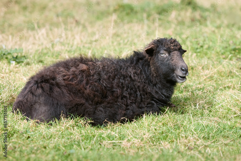 Black brown ouessant sheep ewe lays in grass Black brown ouessant sheep ewe lays in grass