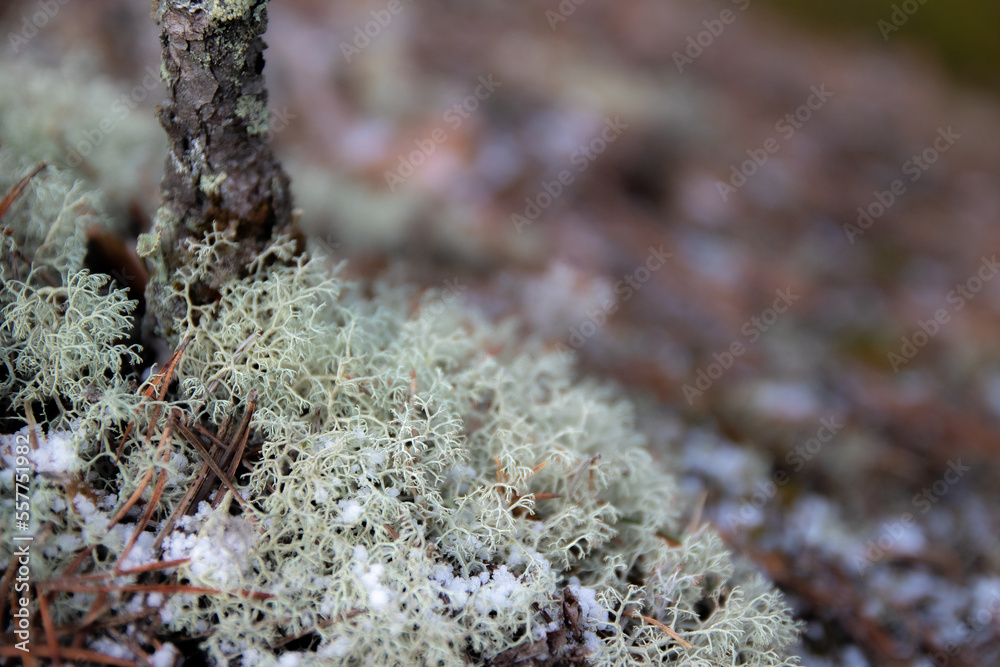 Lichen and tree macro Lichen and tree macro