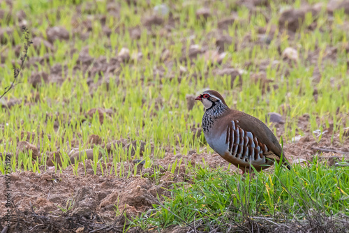 A partridge is seen in a hunting field  photo