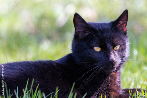 cute black cat sitting in green grass looking into camera