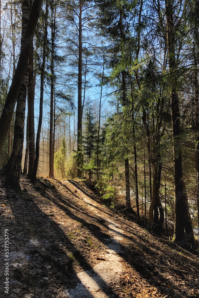 Obraz premium Small hiking path in the woods