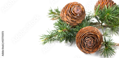 Cedar tree, Deodar branch with cones isolated on white background. Beautiful border art design. Close up Evergreen coniferous tree