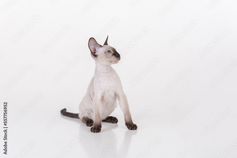 Peterbald Sphynx Cat Sitting on the white table with reflection and white background. Looking up.