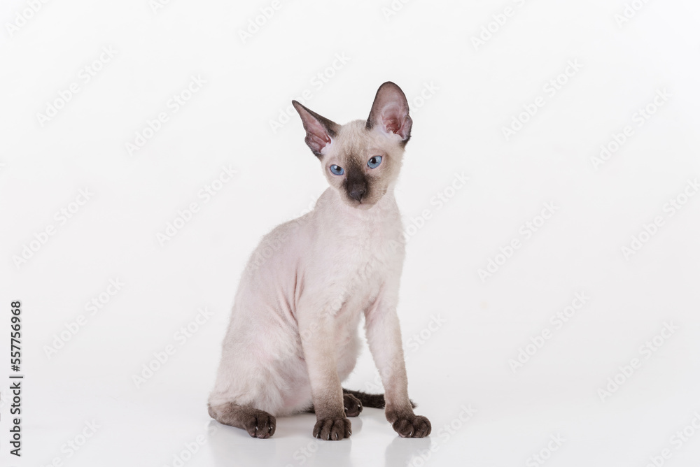 Sad and Curious Bright Hairless Peterbald Sphynx Cat Sitting on the white table with reflection. White background
