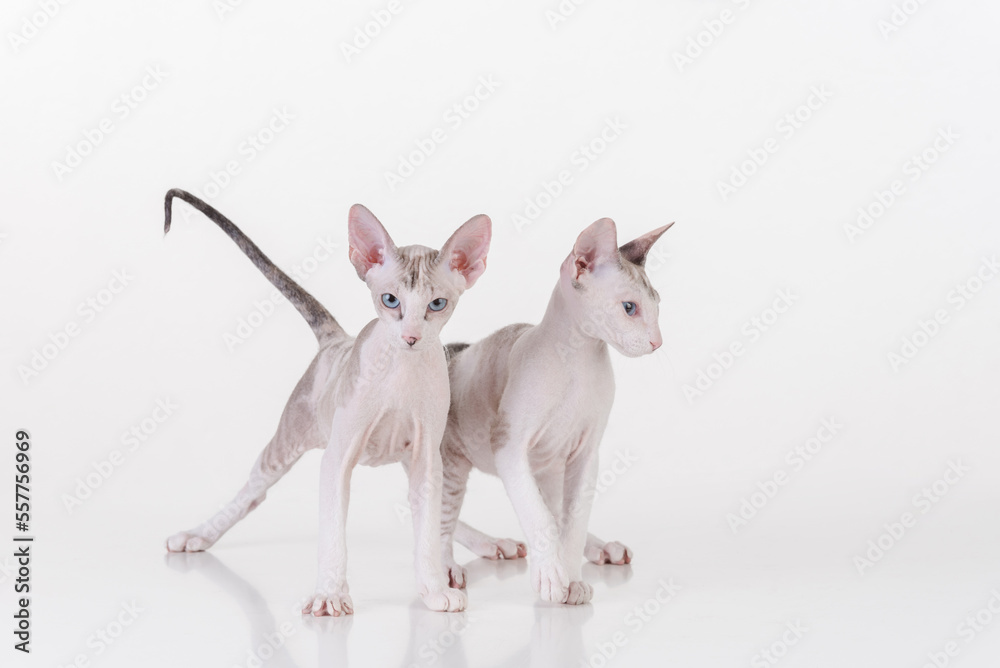 Bright Hairless Very Young Curious Peterbald Sphynx Cats Sitting on the white table with reflection. White background.