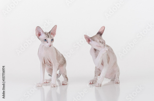 Bright Hairless Very Young Peterbald Sphynx Cats Sitting on the white table with reflection. White background. Playing With Leg.