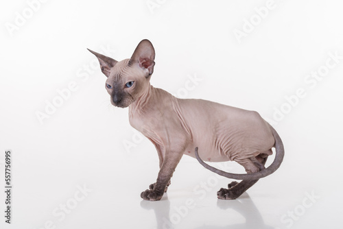 Dark Hairless Very Young Peterbald Sphynx Cat on the white table with reflection. Looking Down