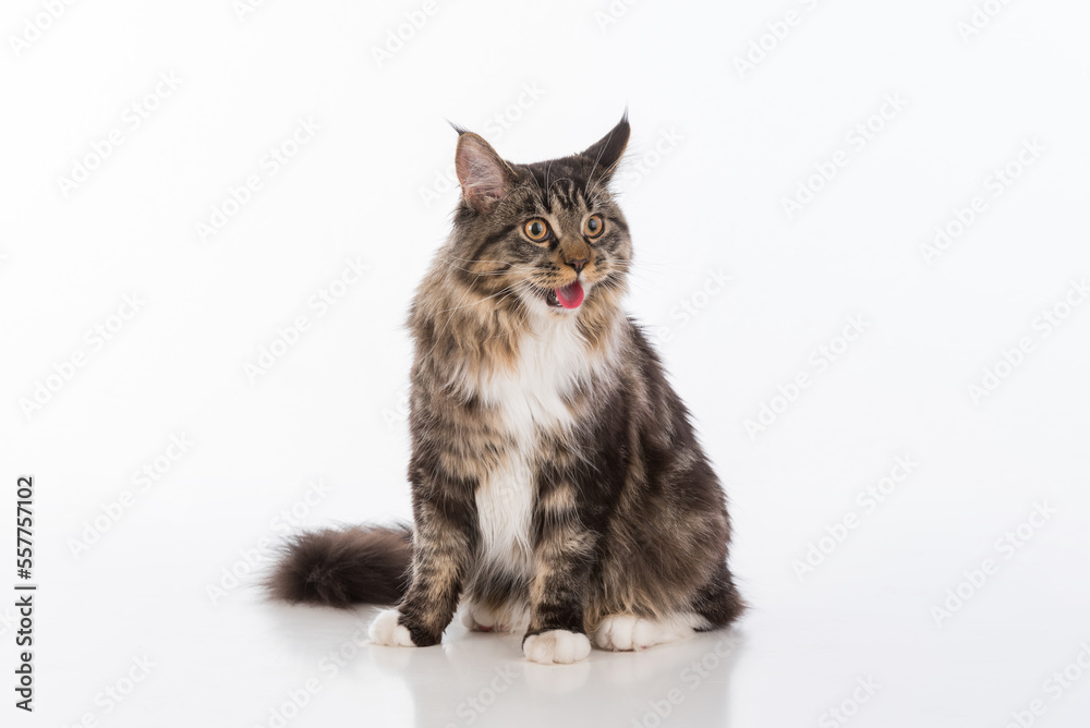 Curious Gray Maine Coon Cat Sitting on White Desk with Reflection. White Background. Open Mouth, Red Tongue Out