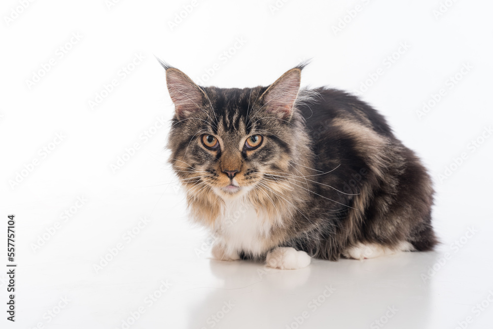Curious Gray Maine Coon Cat Lying on White Desk with Reflection. White Background.