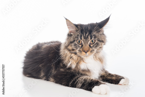 Curious Gray Maine Coon Cat Lying on White Desk with Reflection. White Background. Portrait