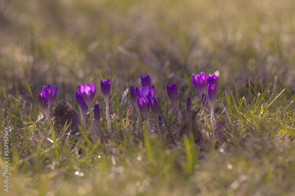 Spring flowers. Purple flowers. In spring, crocuses bloom in the grass.