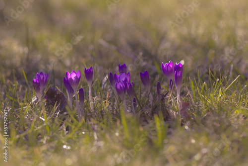 Obraz na płótnie Spring flowers. Purple flowers. In spring, crocuses bloom in the grass. w salonie