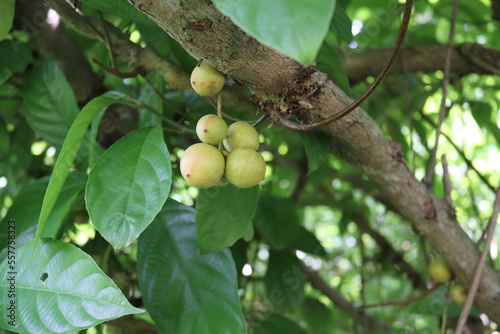 Wonderful motleyana tree is full of Baccaurea motleyana photo