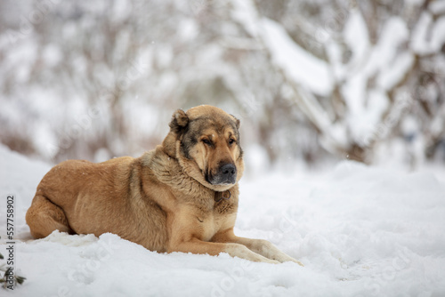 dog in a kennel under snow