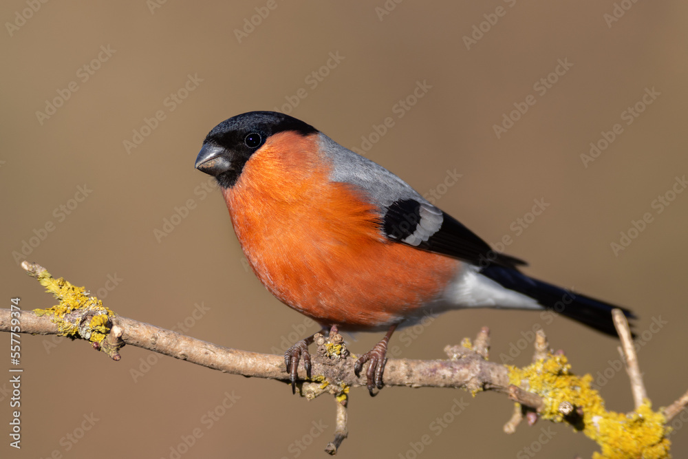Gimpel oder Dompfaff (Pyrrhula pyrrhula), Männchen Gimpel oder Dompfaff (Pyrrhula pyrrhula), Männchen