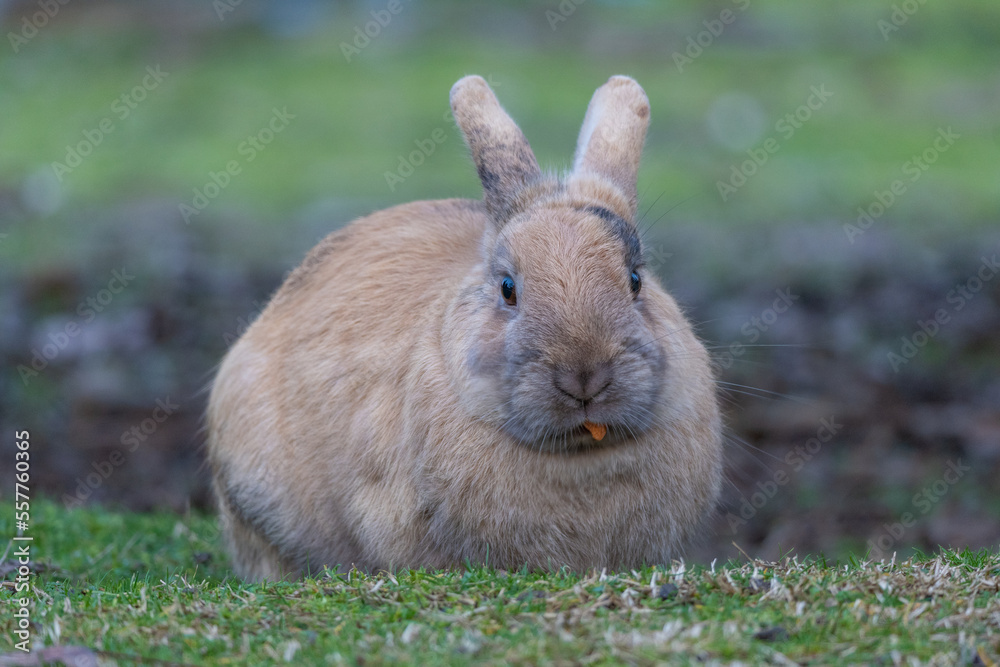 Cute rabbit enjoying the nature. Cute rabbit enjoying the nature.
