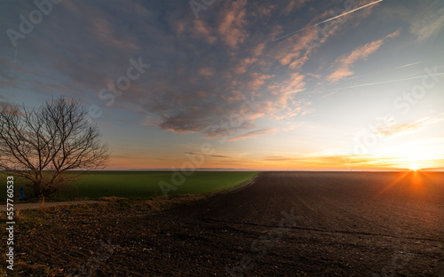 Sunrise over young green cereal field in autumn