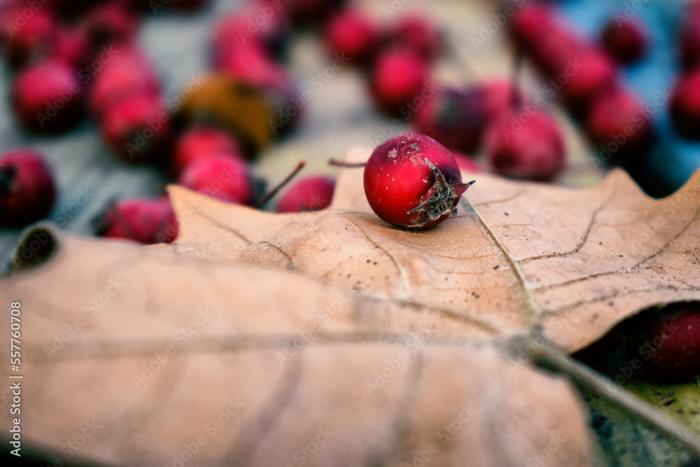 Red berry on a wooden background