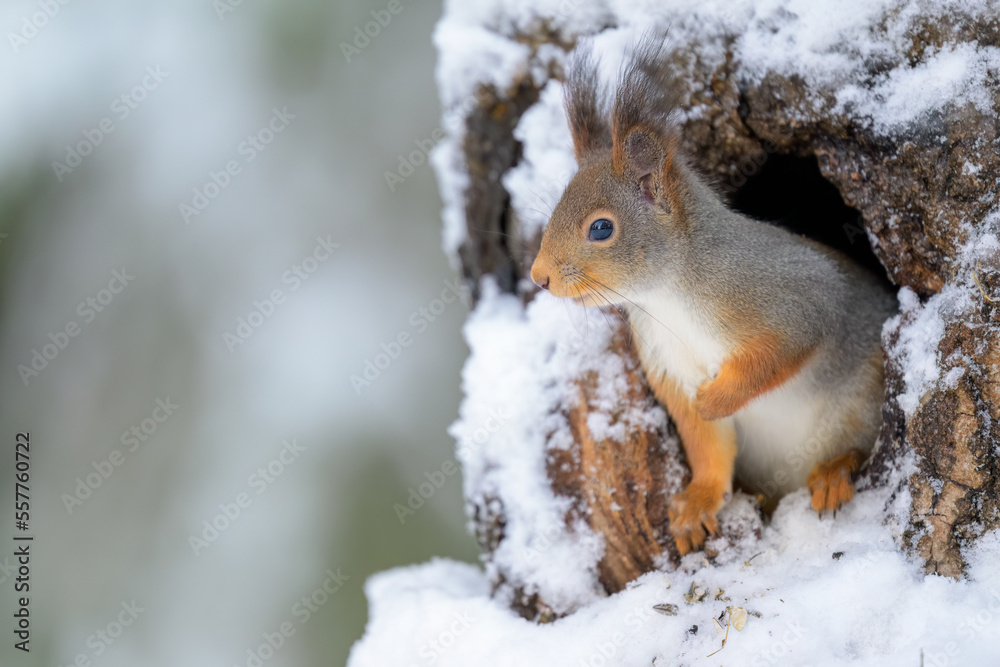 Cute Norwegian Red squirrel (Sciurus vulgaris) in snow Cute Norwegian Red squirrel (Sciurus vulgaris) in snow