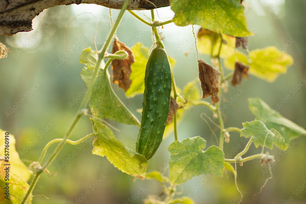 Obraz premium Fresh Organic Cucumbers Growing on Backyard