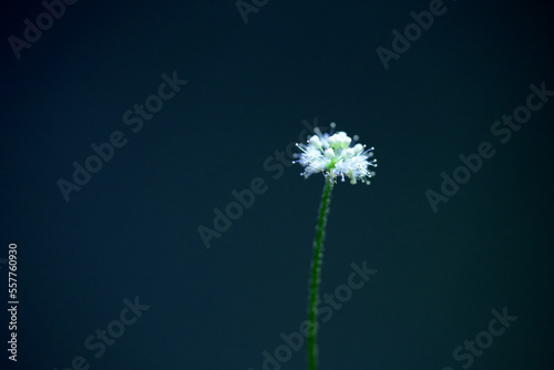 Hydrocotyle leucocephala  Brazilian Pennywort aquatic plant blossom. Garden pond and aquarium aquatic plant blossom macro closeup photo