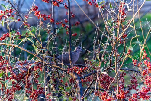 Birds pigeons on a tree eat berries. photo