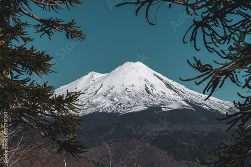 Peak of Llaima volcano with Araucaria embrace photo