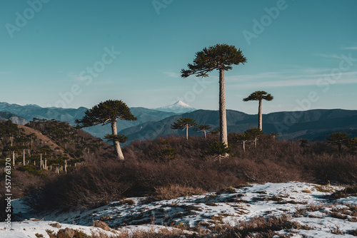 Araucaria araucana, Conguillío national park Chile, volcan Villarica photo