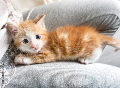 Sweet fluffy little ginger kitty with blue eyes sitting at the child's feet. © Irina