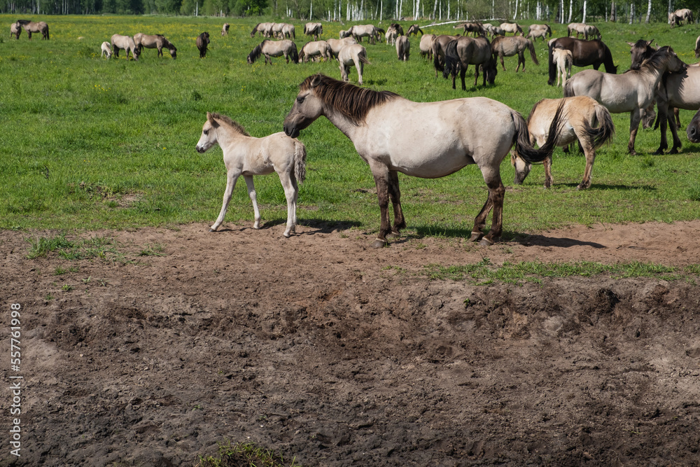 Wild tarpan horses in their natural habitat on a summer day. Herd of horses in the pasture. Wild tarpan horses in their natural habitat on a summer day. Herd of horses in the pasture.