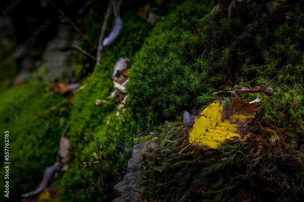 mossy stones with a small yellow leaf in the foreground
