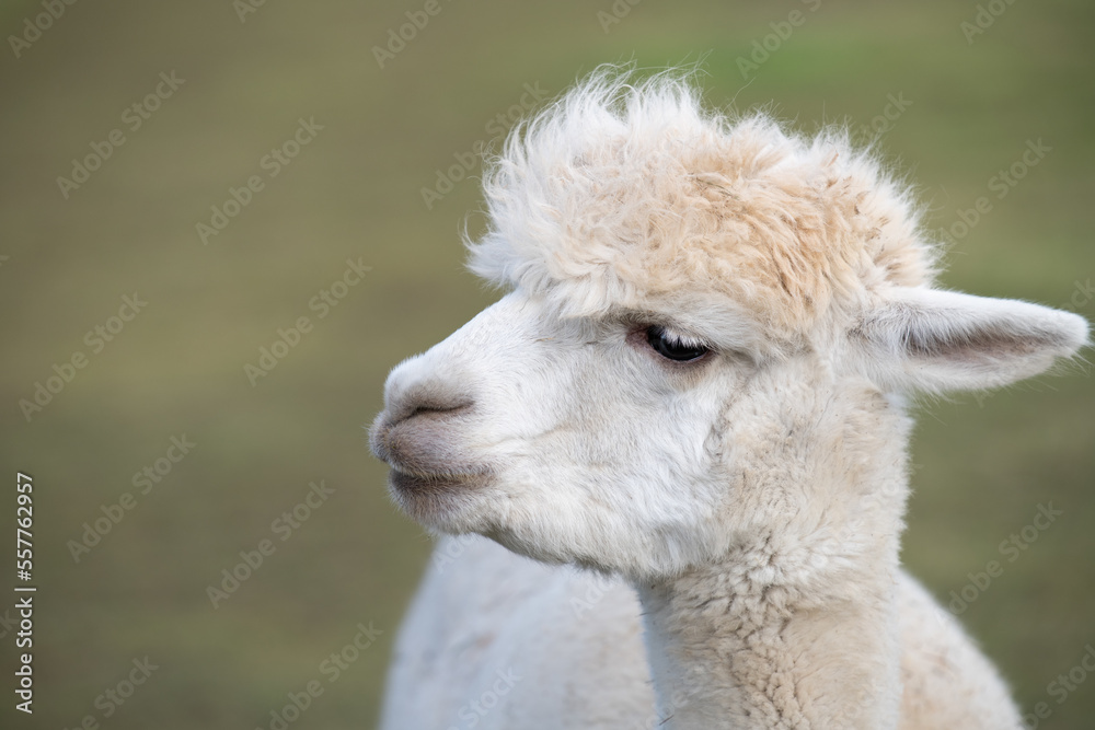 Portrait of a white alpaca standing in a green pasture. The head is turned to the side. The animal looks attentively to the edge of the picture. There is space for text.