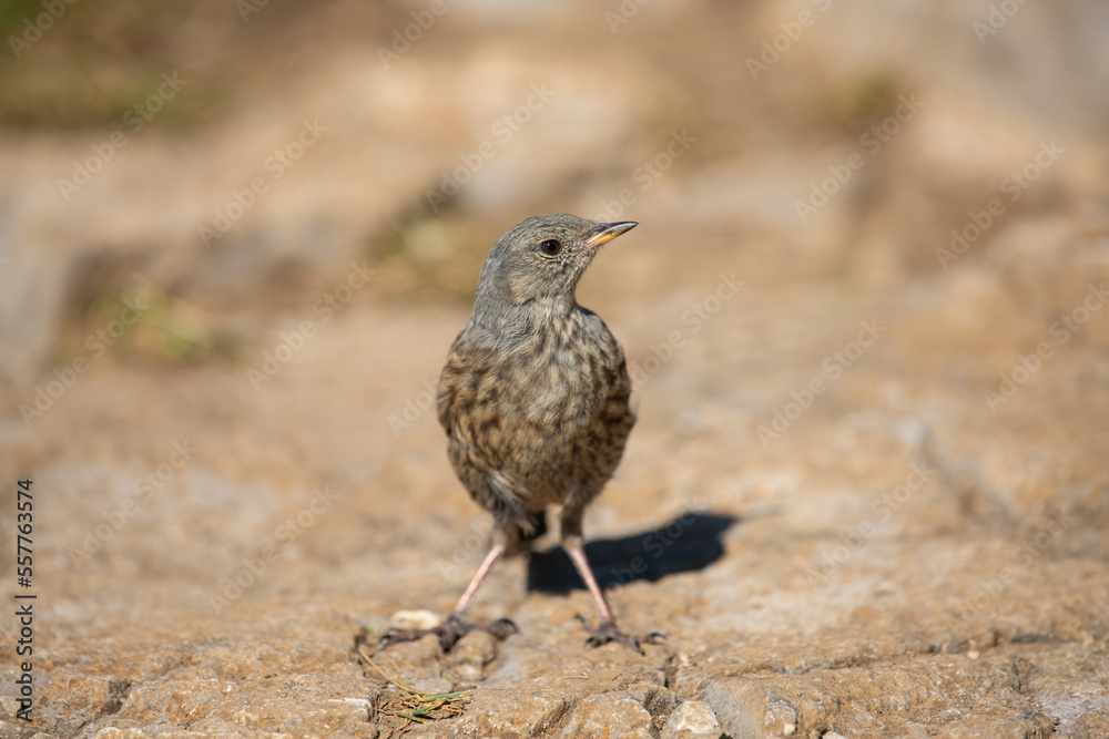 Fototapeta premium Alpine accentor in a mountain meadow in the Alps