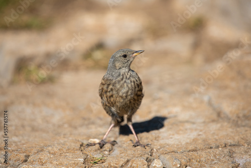 Alpine accentor in a mountain meadow in the Alps