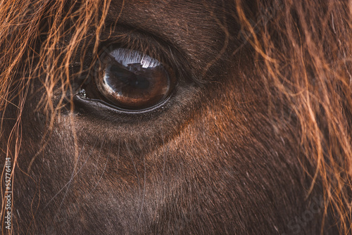 Auge | Detail | Pferd