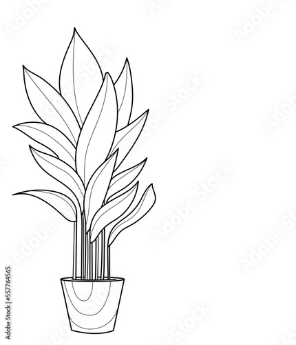 Home flower in a cute pot. Coloring book. Black and white vector illustration.