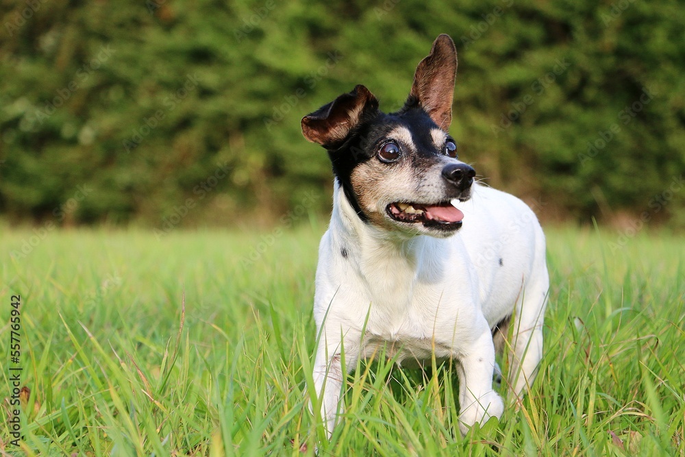 small old jack russell terrier is standing in the garden