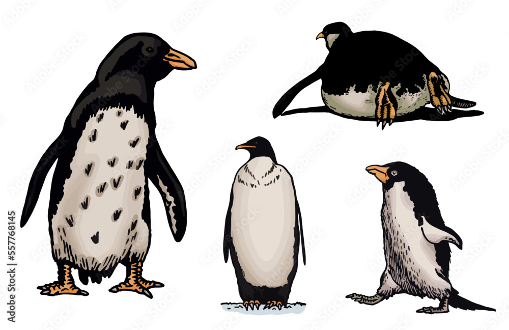 Obraz premium Color vector set of penguins on white isolated , bird of Antarctica and the south coast of Africa