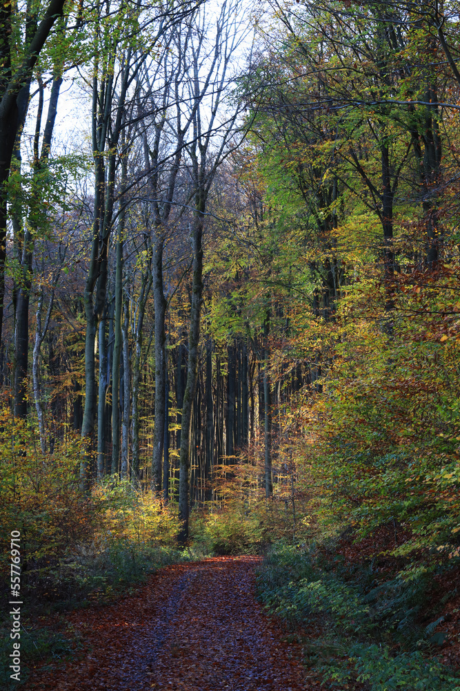 A path in the autumn forest