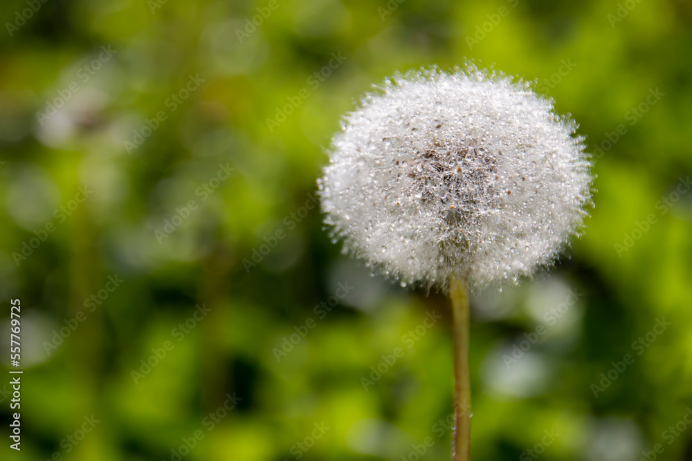 Macro image of dandelion with morning dew, raindrops, natural blurred spring background. Calmness and inspire concept, closeup dandelion, beautiful nature background. Selective focus