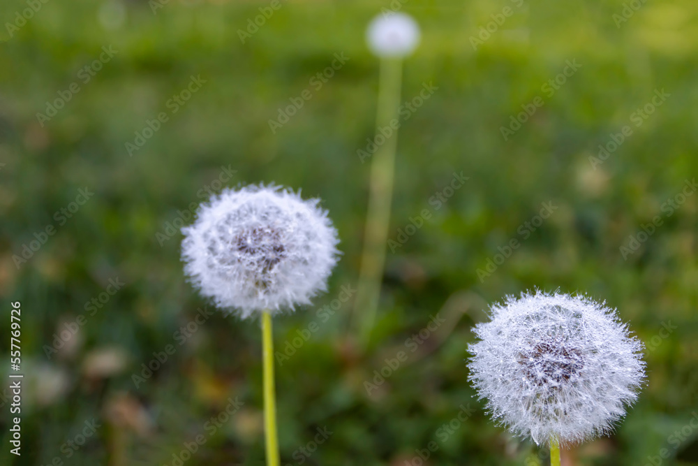 Macro image of dandelion with morning dew, raindrops, natural blurred spring background. Calmness and inspire concept, closeup dandelion, beautiful nature background. Selective focus Macro image of dandelion with morning dew, raindrops, natural blurred spring background. Calmness and inspire concept, closeup dandelion, beautiful nature background. Selective focus