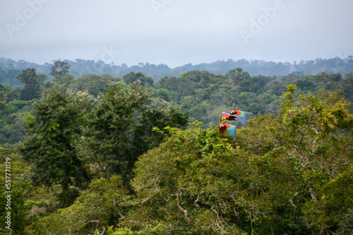 Treetop view over green Amazon rainforest with three colourful macaws flying by, Matto Grosso, Brazil