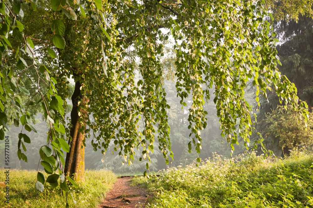 Fototapeta premium Early morning serenity.
